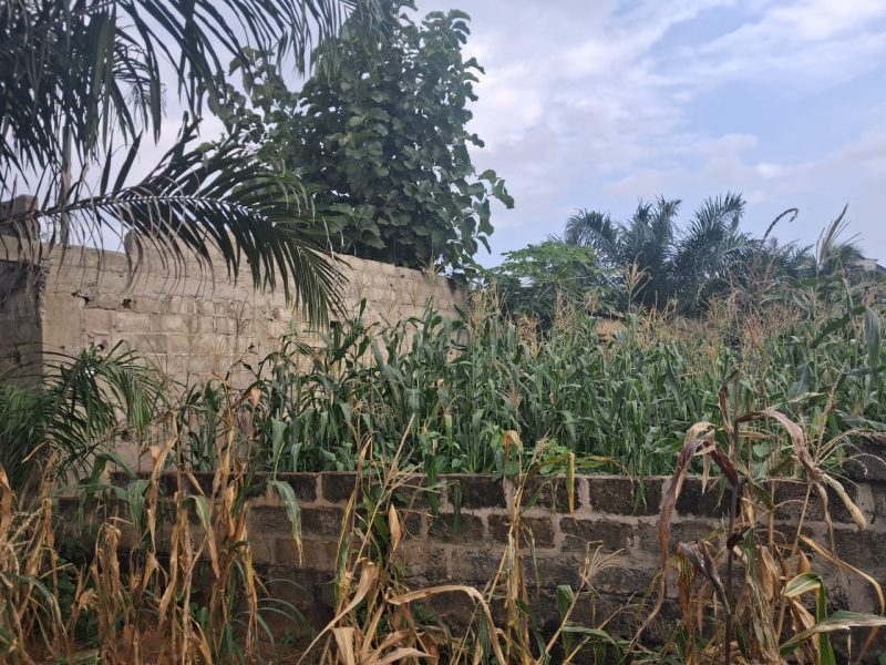 TERRAIN A VENDRE A ZANGUERA